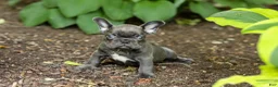 French Bulldog dogs for sale: Easton - Ad 4