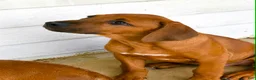 Rhodesian Ridgeback dogs for sale: Rhodesian Ridgeback -Bright  Yellow  - Ad 3