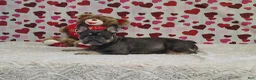 French Bulldog dogs for sale: AKC Laken - Ad 5