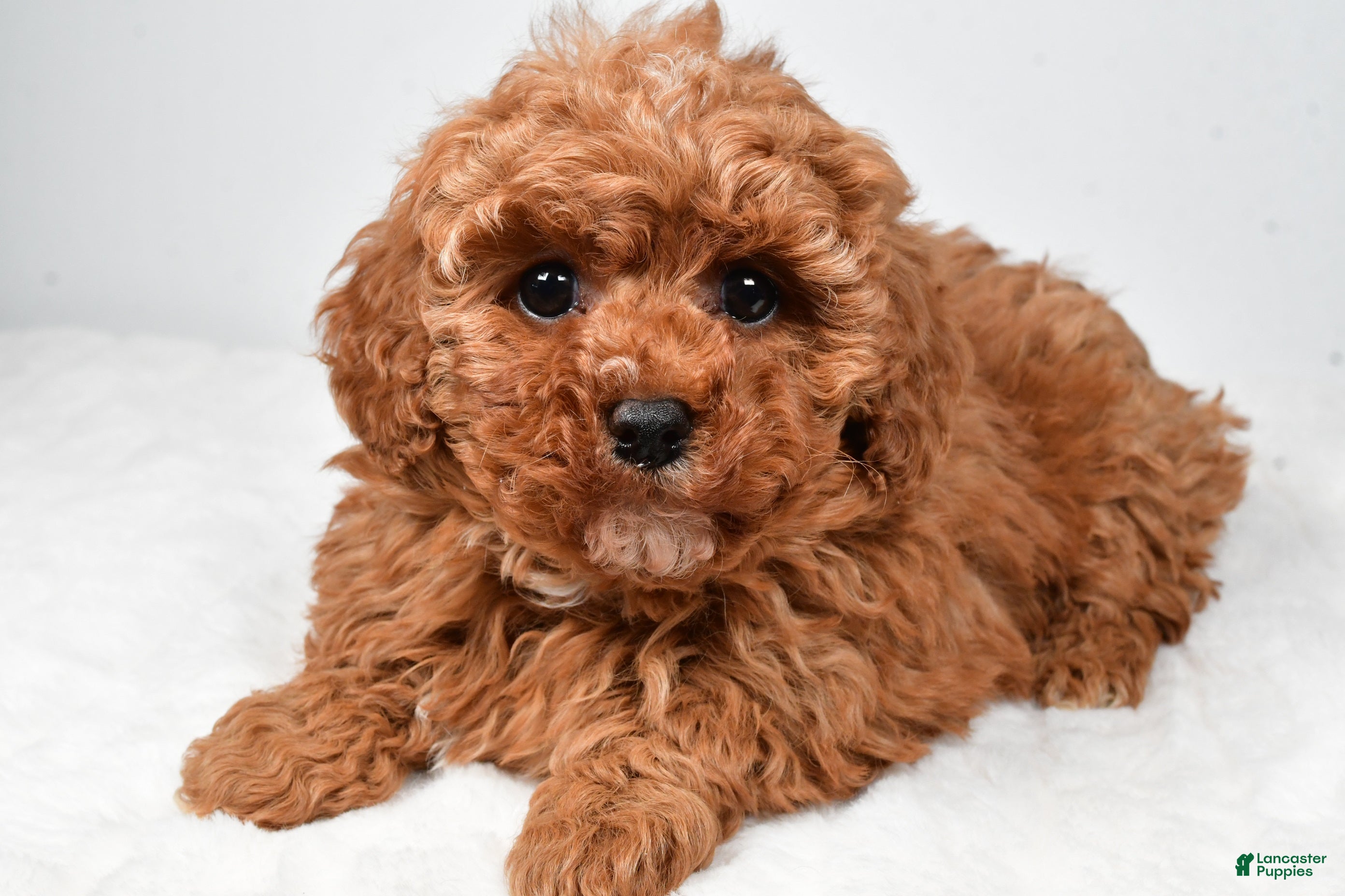 Cavapoo dogs Rosa - Ad 2