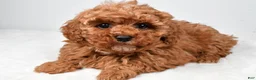 Cavapoo dogs for sale: Rosa - Ad 1