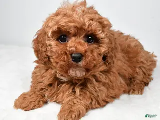 Cavapoo dogs Rosa - Ad 2