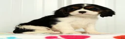 Cavalier King Charles Spaniel dogs for sale: Twixy - Ad 5