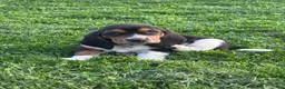 Basset Hound dogs for sale: Princess - Ad 4