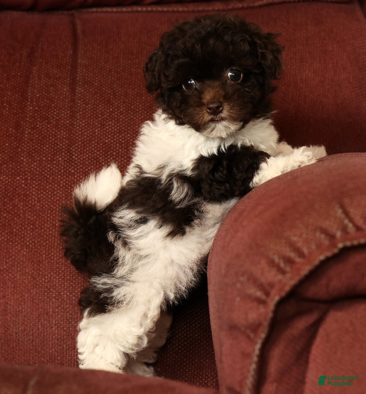 Havapoo dogs Buttercup - Ad 1