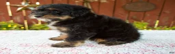 Mini Bernedoodle dogs for sale: Nehemiah - Ad 6