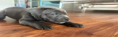 Cane Corso Puppy 2