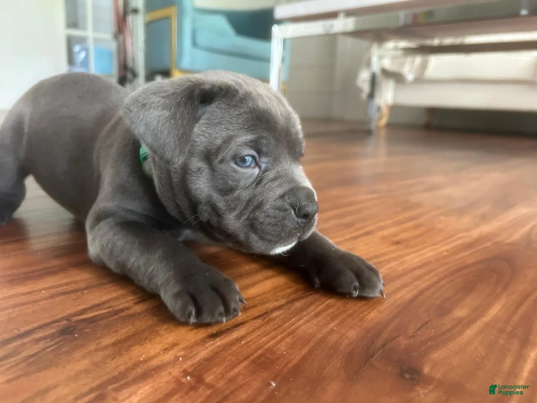 Cane Corso dogs for sale: Cane Corso Puppy 2 - Ad 1