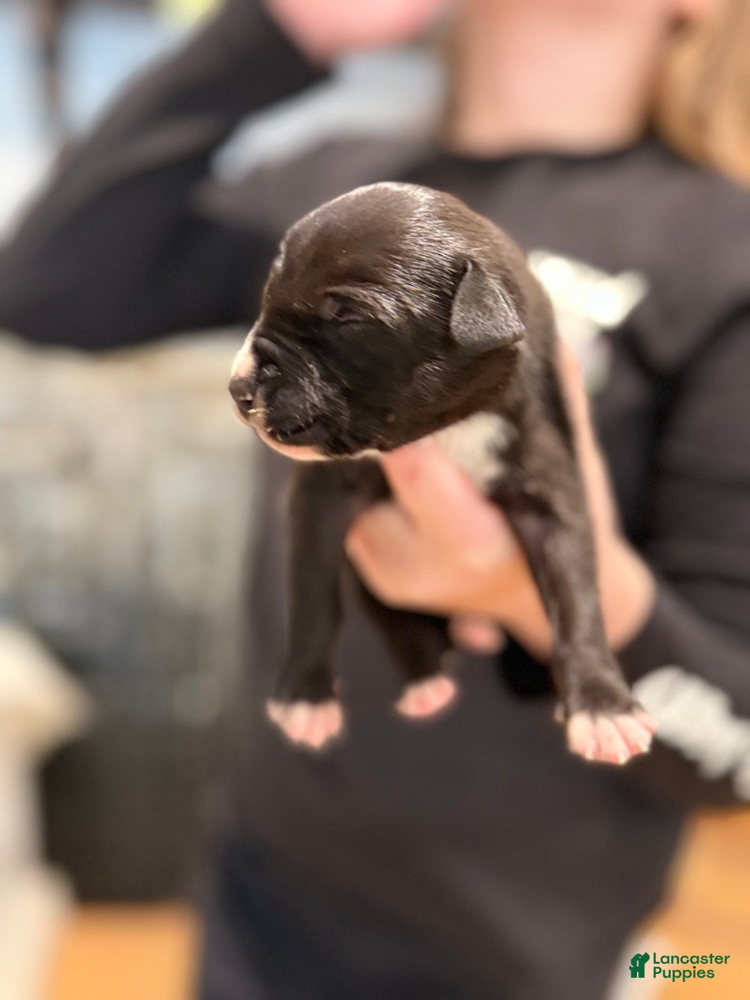 Great Dane dogs for sale: Black female white nose  - Ad 3