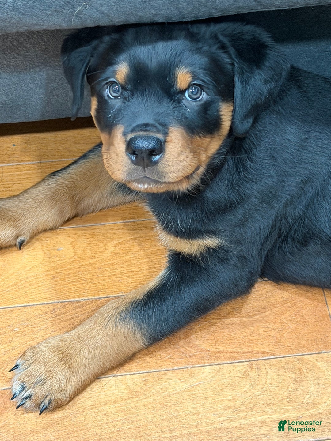 Rottweiler dogs for sale: Rottweiler Puppy 1 - Ad 4