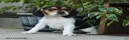 Beagle dogs for sale: Koda - Ad 5