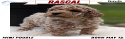 Miniature Poodle dogs for sale: Rascal - Ad 1