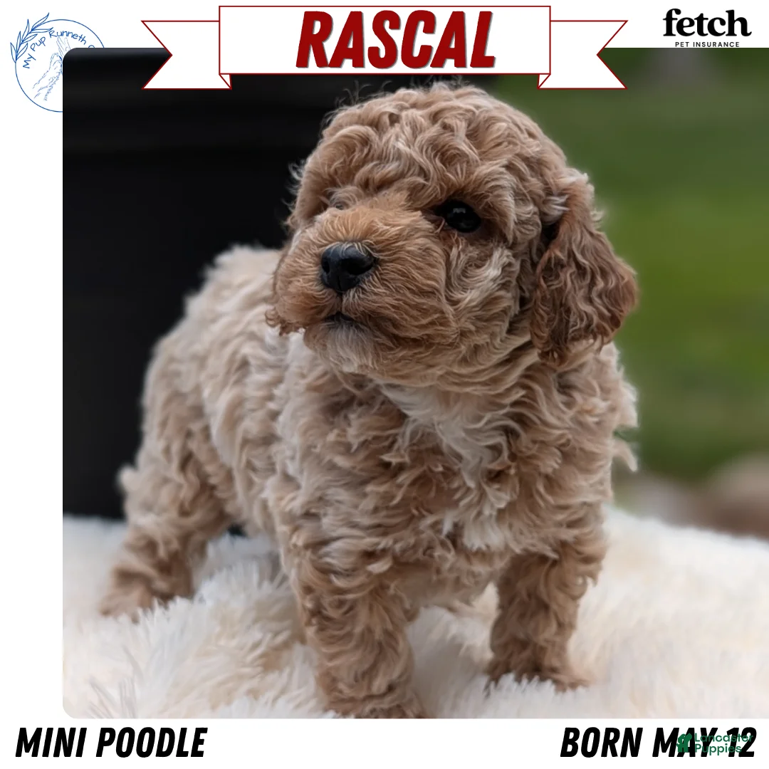 Miniature Poodle dogs for sale: Rascal - Ad 1
