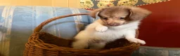 Mixed Breed dogs for sale: Cookie’s Boy #5 - Ad 1