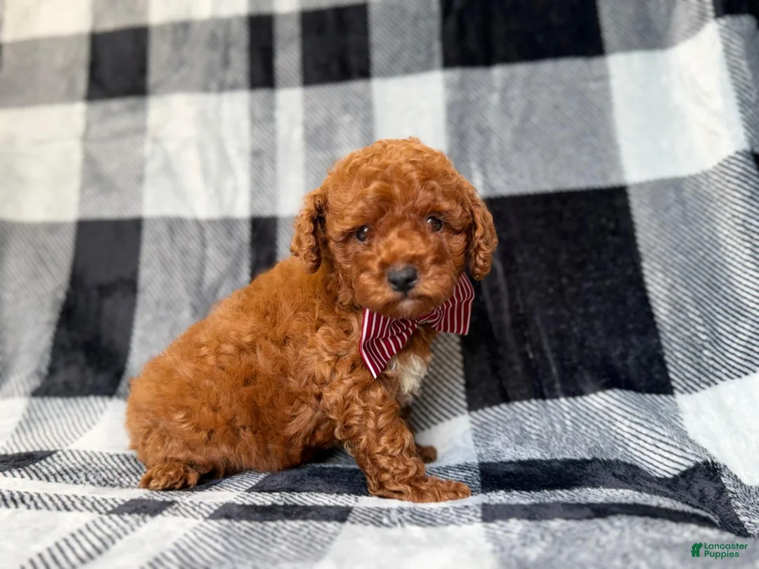 Mini Goldendoodle dogs for sale: Scout - Ad 2