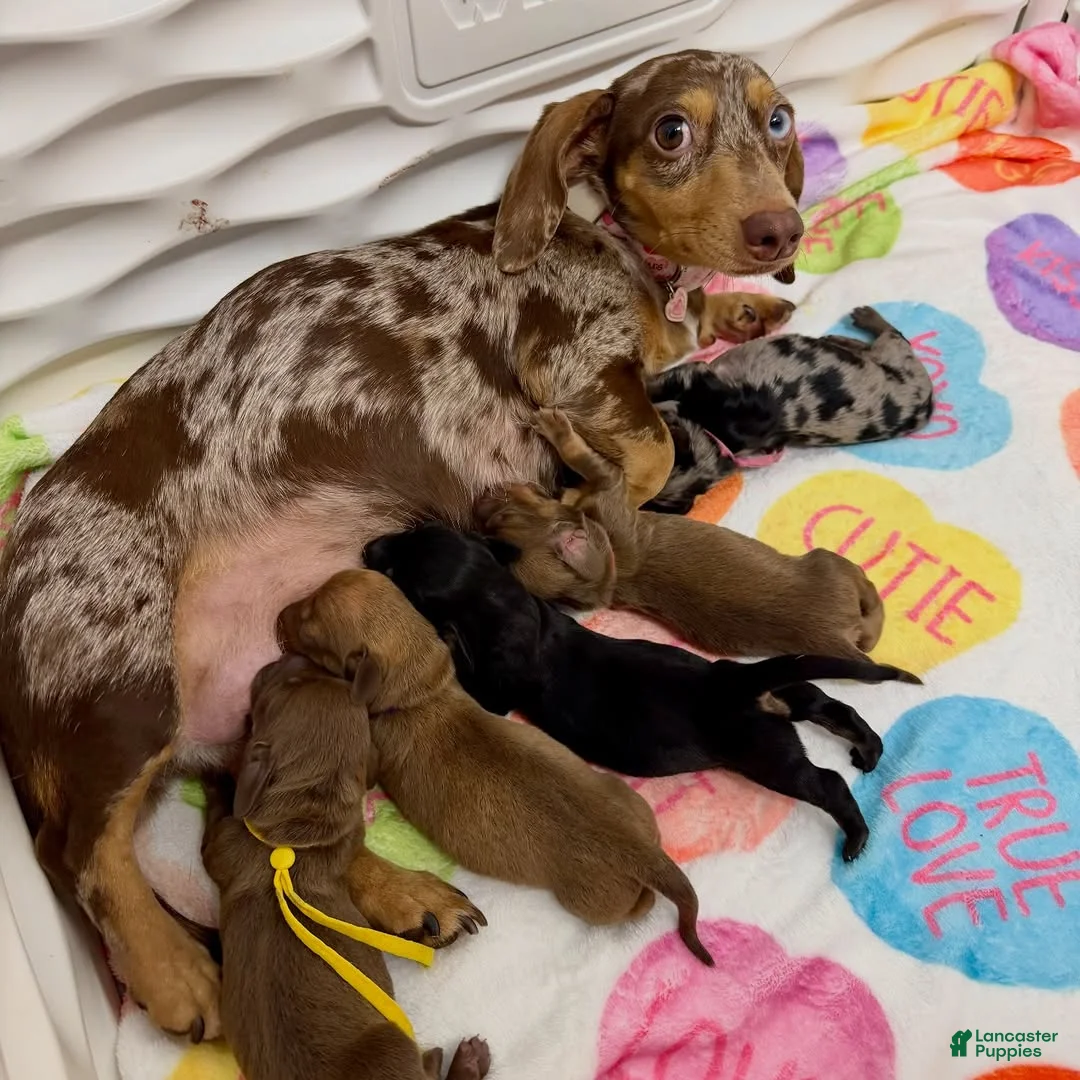 Miniature Dachshund dogs for sale: Miniature Dachshund Puppy 2 - Ad 3