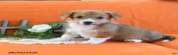 Welsh Corgi Pembroke dogs for sale: Cynthia - Ad 4