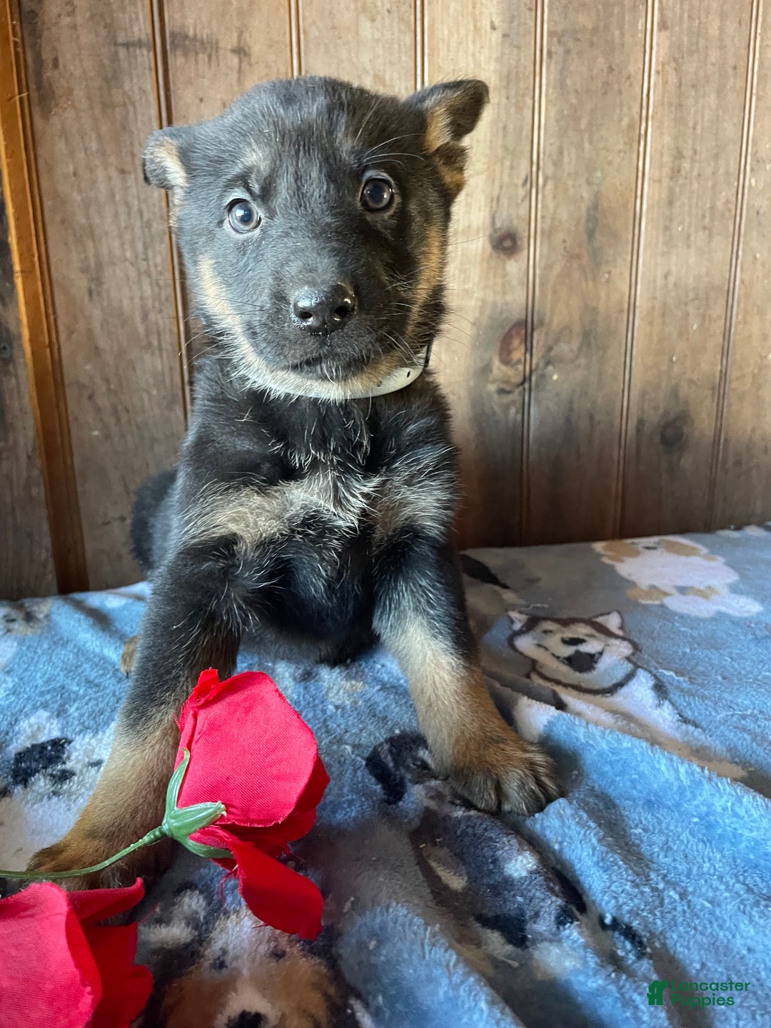 German Shepherd dogs for sale: Angel - Ad 4
