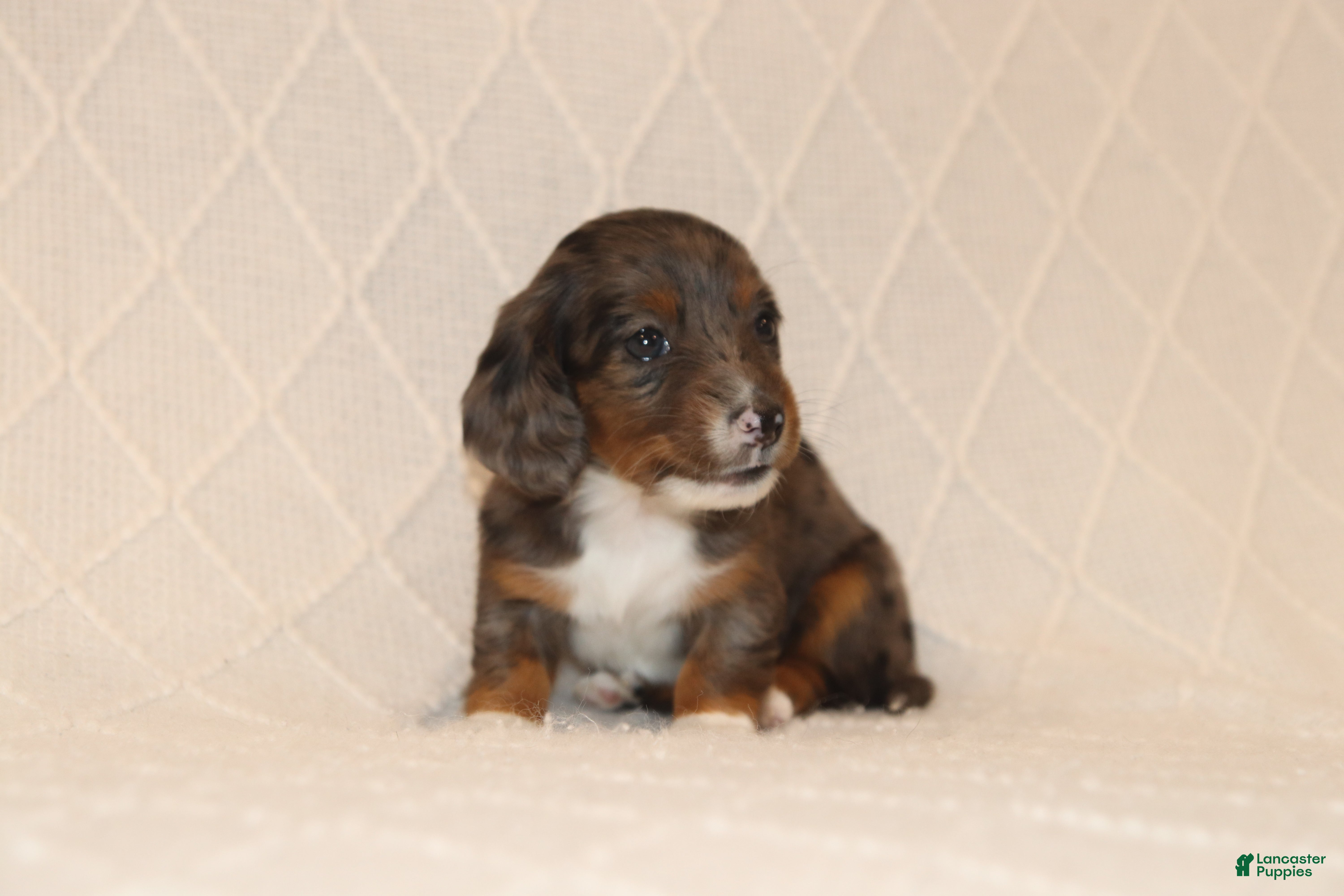Miniature Dachshund dogs Ivy - Ad 1