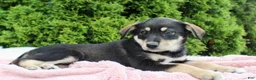 Mixed Breed dogs for sale: Jenny - Ad 1