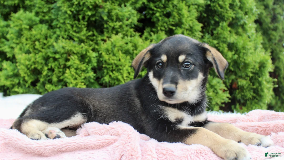 Mixed Breed dogs for sale: Jenny - Ad 1