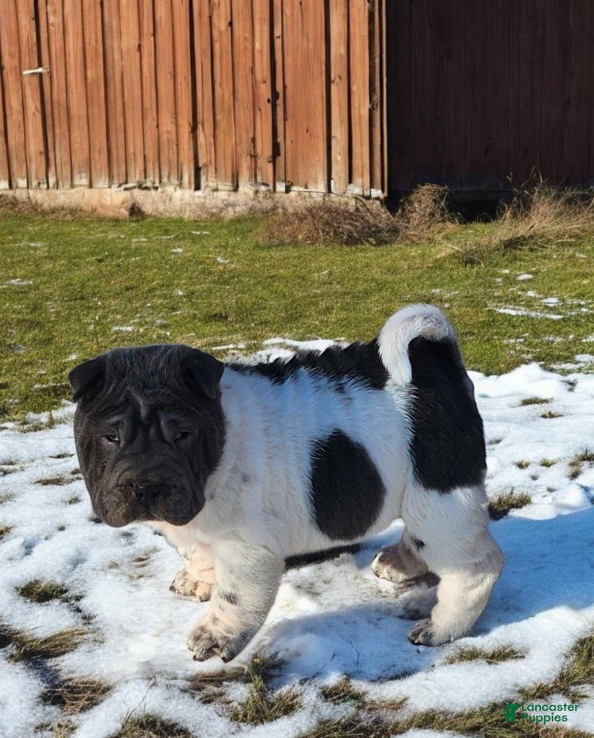 Shar Pei dogs Bluebelle blue flower mini  - Ad 6