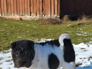 Shar Pei dogs Bluebelle blue flower mini - Ad 6