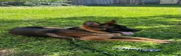 German Shepherd dogs for sale: German Shepherd 2 - Ad 2