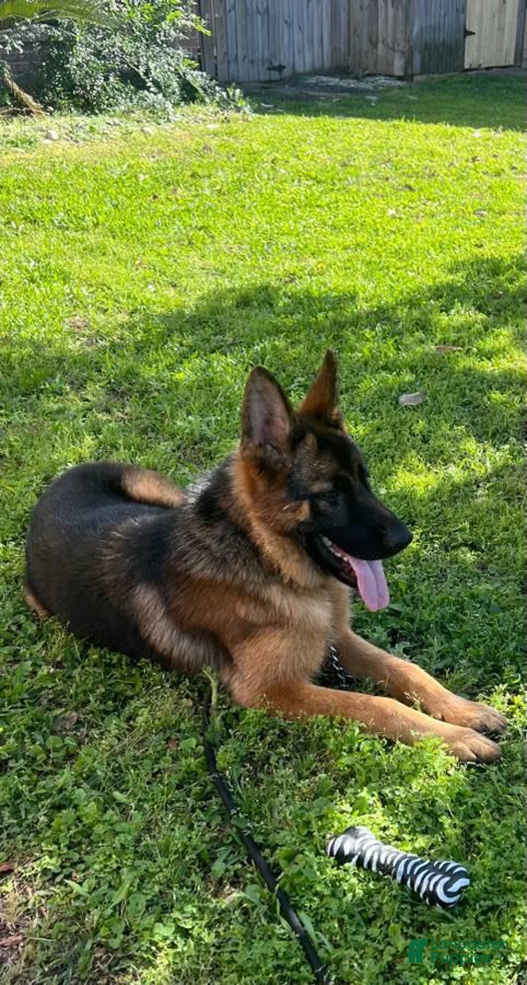 German Shepherd dogs for sale: German Shepherd 2 - Ad 2