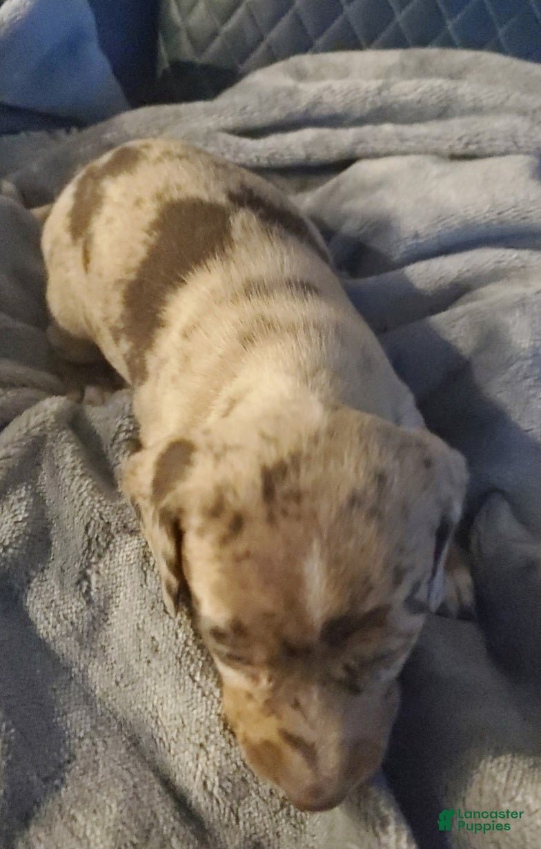 Miniature Dachshund dogs Miniature Dachshund 2 - Ad 26