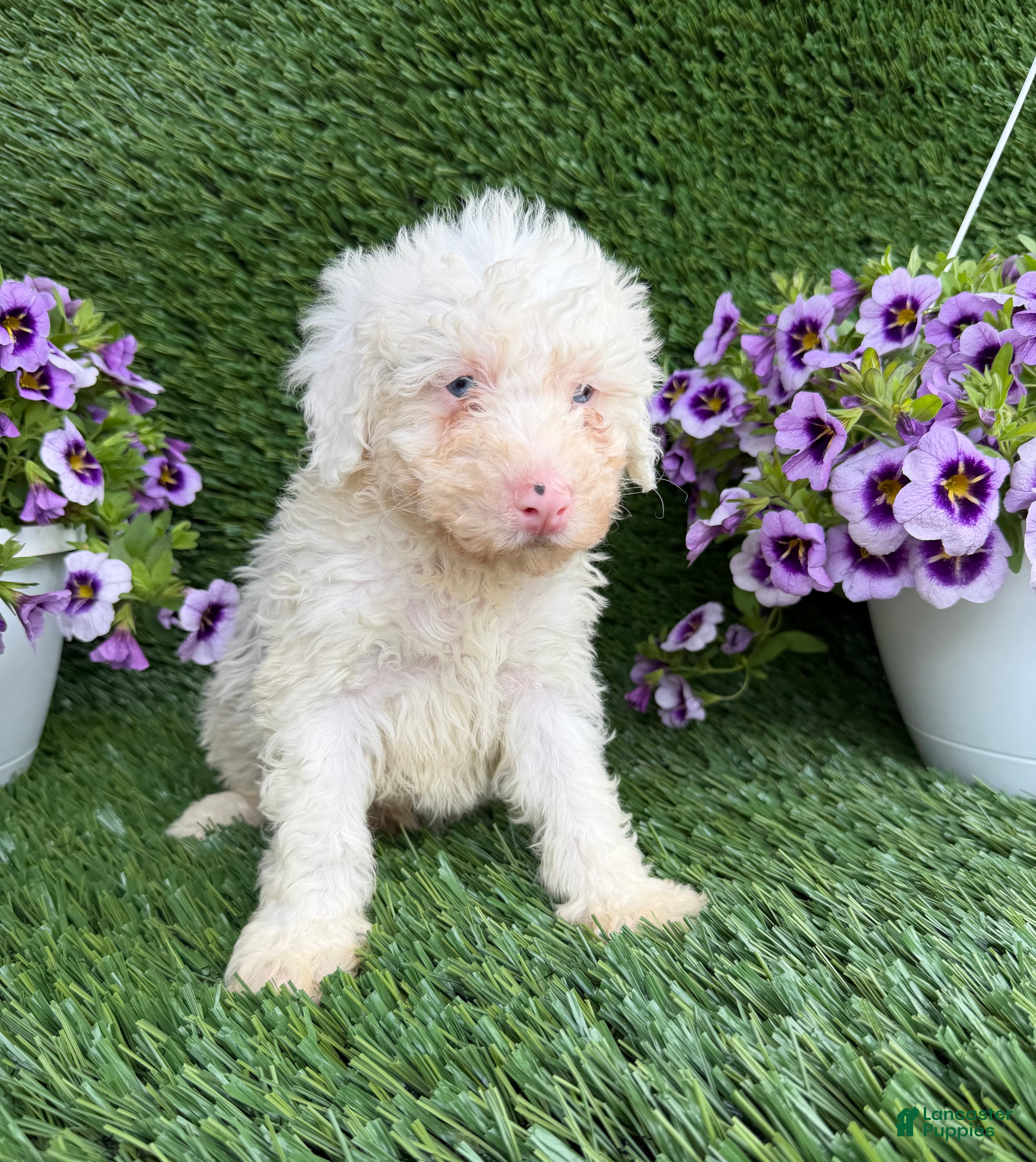 Mixed Breed dogs Billy - Ad 1