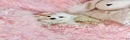 Maltese dogs for sale: Maltese 1 - Ad 1