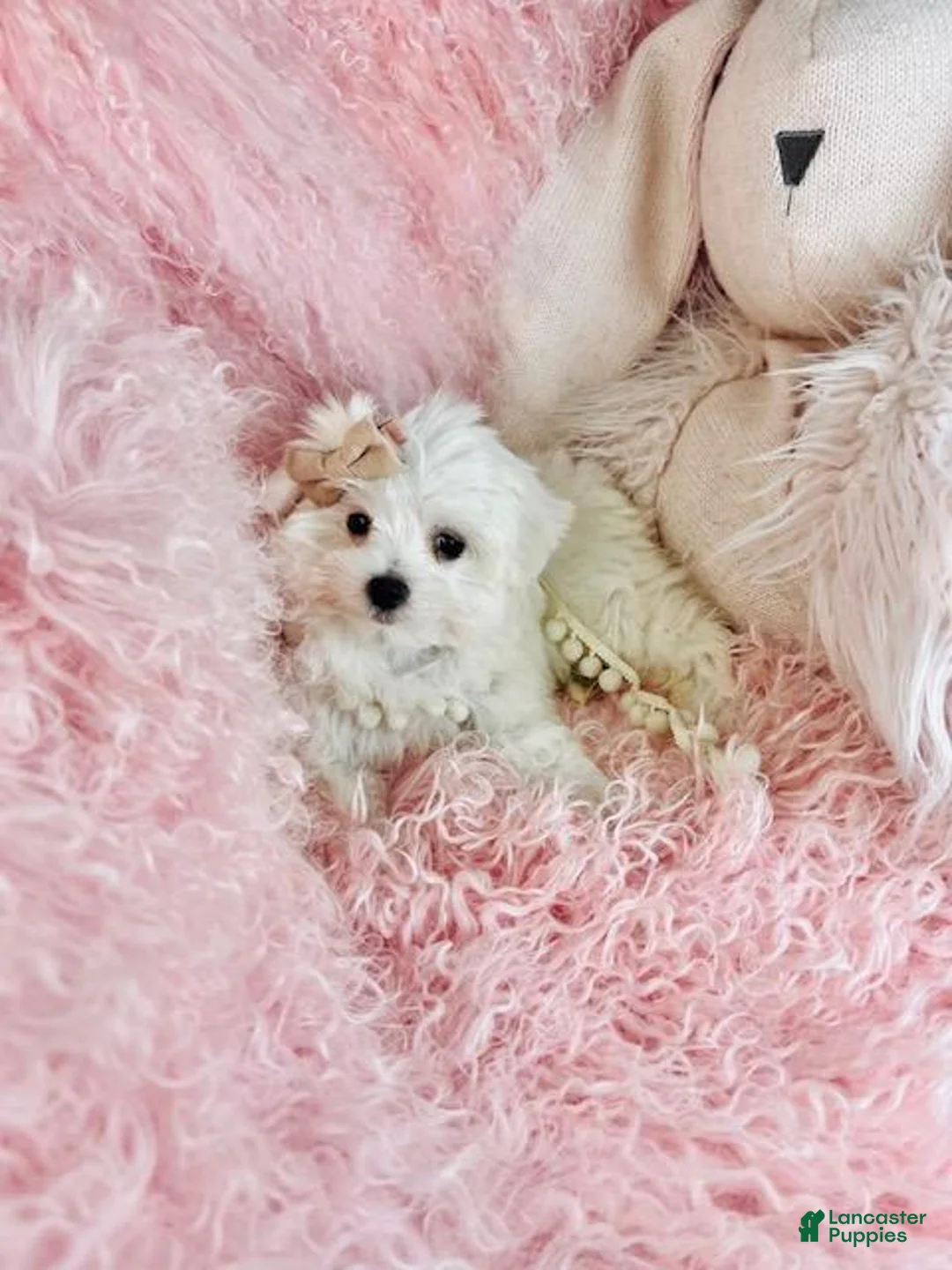 Maltese dogs for sale: Maltese 1 - Ad 1