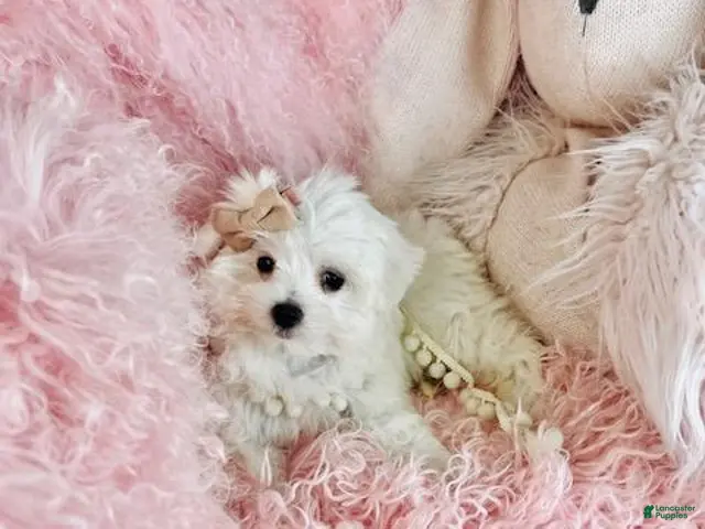 Maltese dogs Maltese 1 - Ad 1