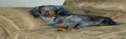 Miniature Dachshund dogs for sale: AKC Alice - Ad 14