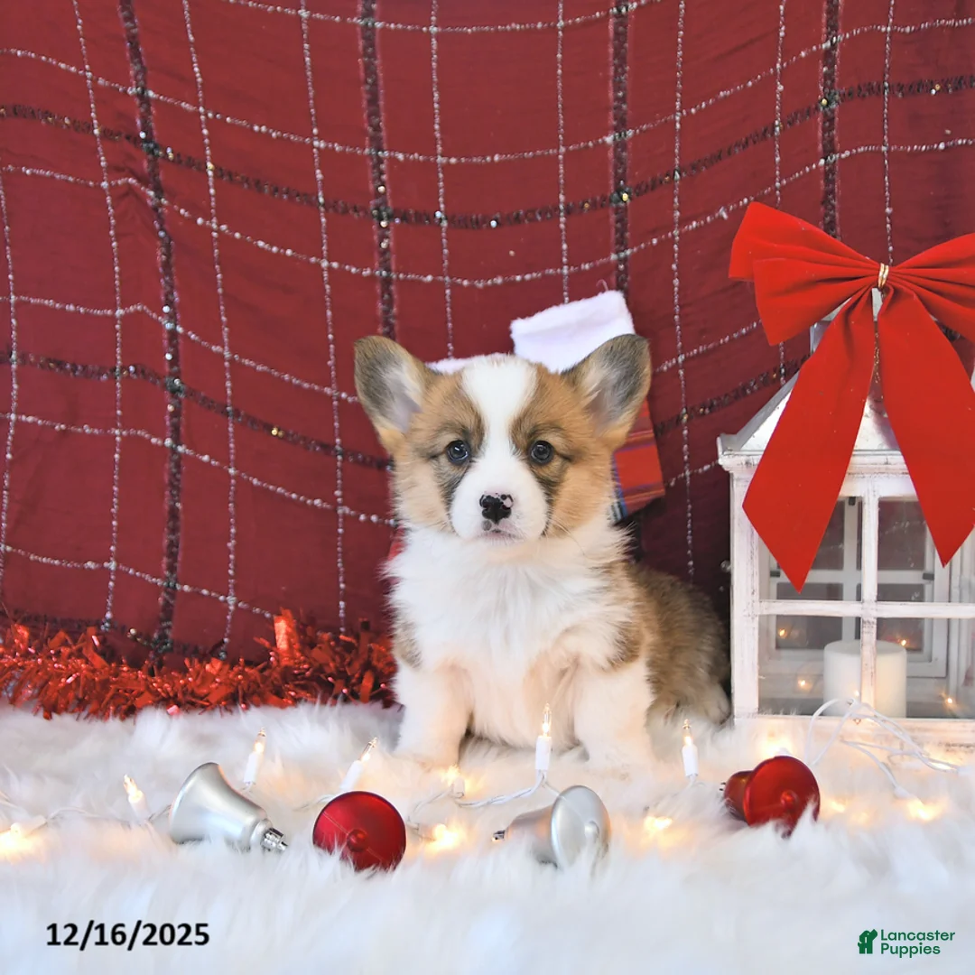 Welsh Corgi Pembroke dogs for sale: Roxy - Ad 15