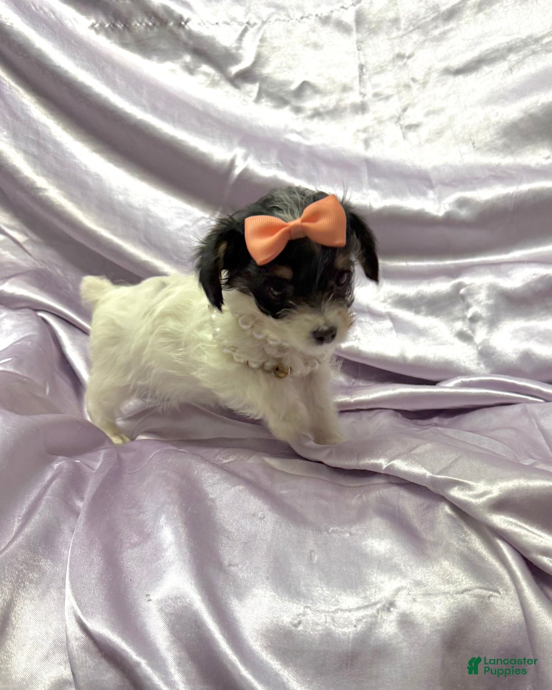 Yorkshire Terrier dogs for sale: Alfredo - Ad 4