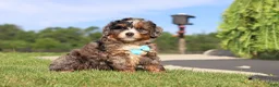 Mini Bernedoodle dogs for sale: Nacho - Ad 3