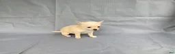 Chihuahua dogs for sale: Milo - Ad 8