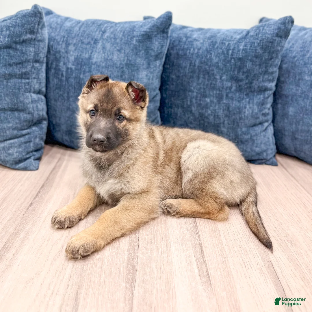 German Shepherd dogs for sale: Kendra - Ad 4