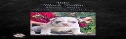 French Bulldog dogs for sale: Udo “Black”Collar, Male - Ad 17