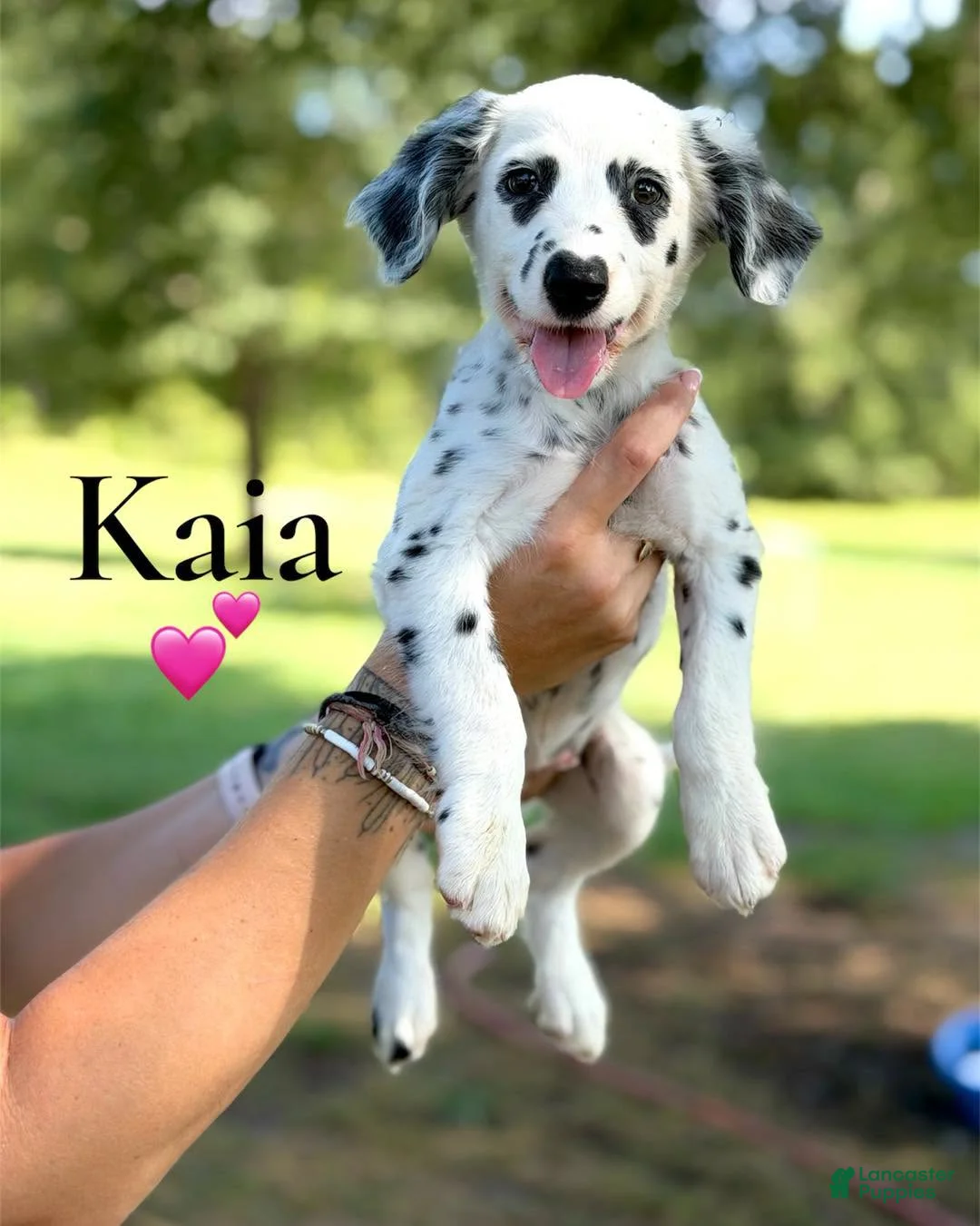 Dalmatian dogs for sale: Kaia - Ad 1