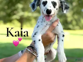 Dalmatian dogs Kaia - Ad 31