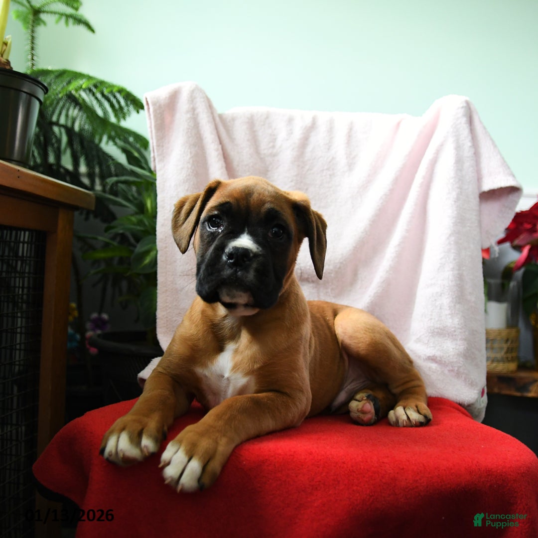 Boxer dogs for sale: Avery - Ad 5