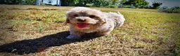 Havapoo dogs for sale: Ozzie - Ad 9