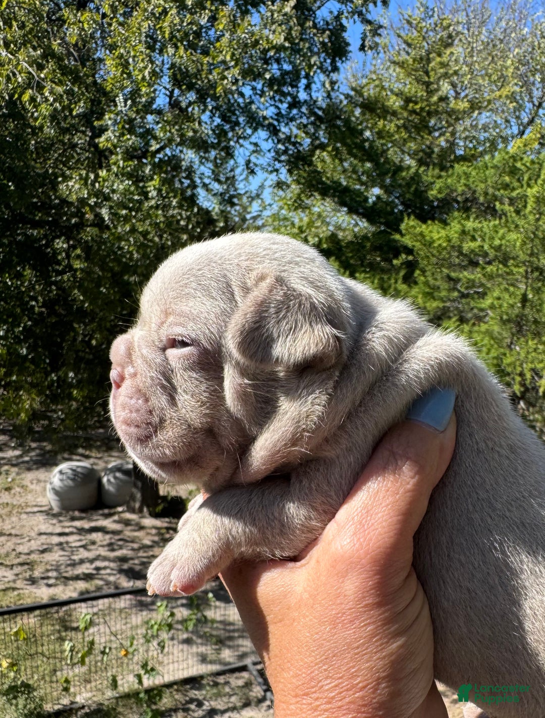 French Bulldog dogs for sale: French Bulldog Puppy 1 - Ad 15