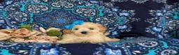 Maltipoo dogs for sale: Cait 8 lbs Full Grown - Ad 5