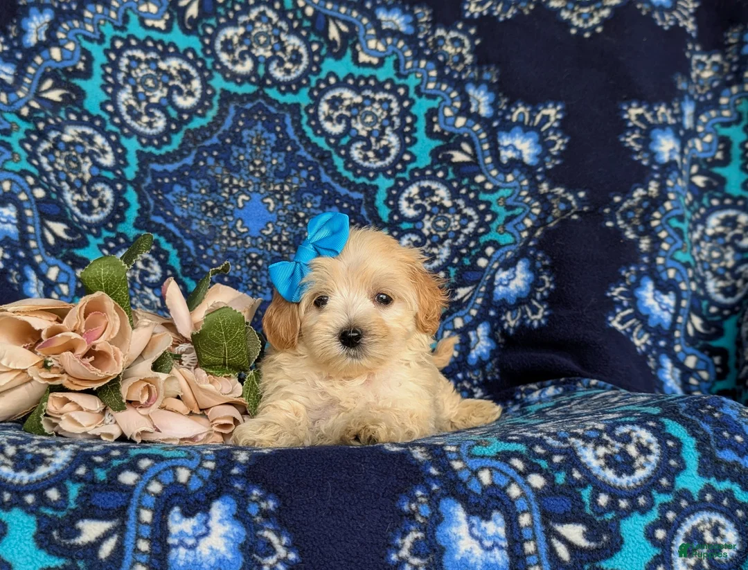 Maltipoo dogs for sale: Cait 8 lbs Full Grown - Ad 5