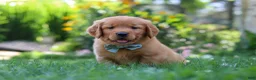 Golden Retriever dogs for sale: Hudson - Ad 8