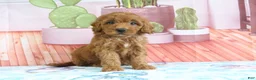 Mini Goldendoodle dogs for sale: Honey - Ad 4